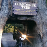 Chandelier Drive-Thru Tree - Northern, CA