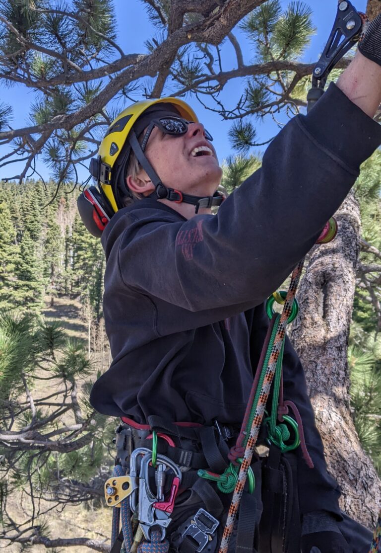 Ponderosa pine