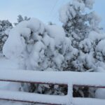 Snowpocalypse Winter of 2022/23 & Your Trees