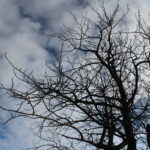 Will Your Tree’s Leaves Break Bud? What to Watch for by Late May in Durango, CO