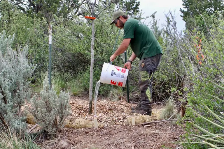 How to water trees