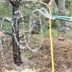 How to Water Trees in the Southwest — A Year-Round Guide