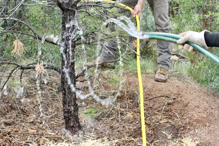 How to water trees
