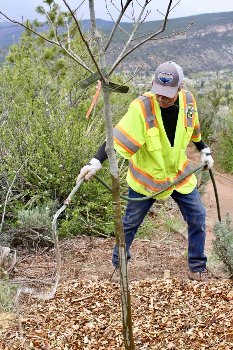 How to water trees