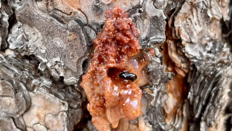 May, Mountain Pine Beetle