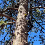 Growing and Caring for Ponderosa Pine in Southwest Colorado