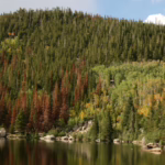 How to Identify Mountain Pine Beetle: Drought vs. Beetle Damage and Tree Health Tips