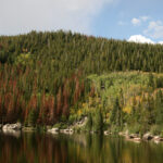 How to Identify Mountain Pine Beetle: Drought vs. Beetle Damage and Tree Health Tips