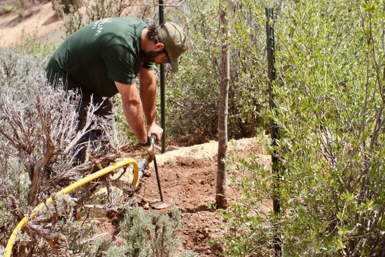 Plant Health Care and Tree Preservation