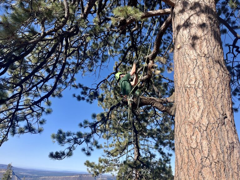 Mountain pine beetle