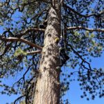 Growing and Caring for Ponderosa Pine in Southwest Colorado