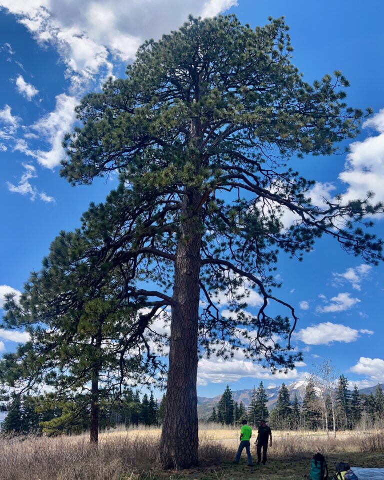 Ponderosa pine