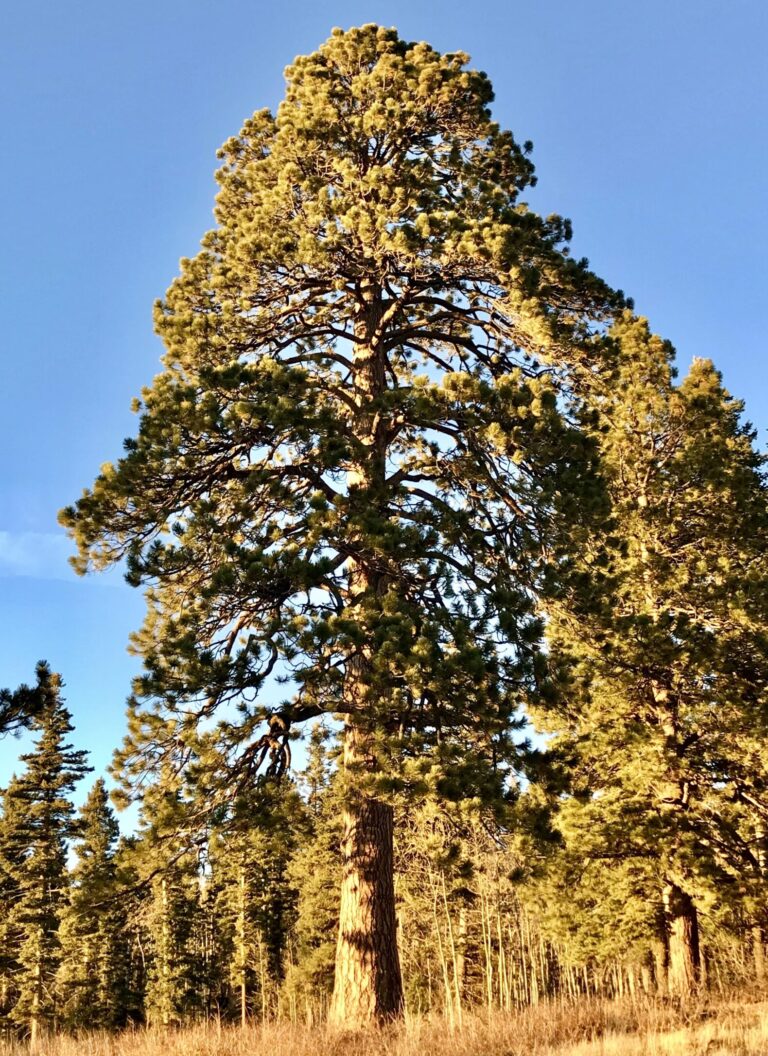Ponderosa pine