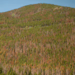 How to Identify Mountain Pine Beetle: Drought vs. Beetle Damage and Tree Health Tips