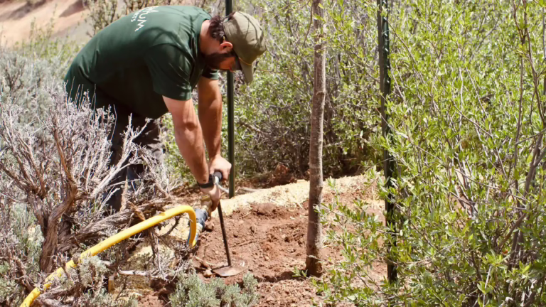 Plant health care and tree preservation