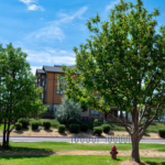 Rare Chestnut Trees at Escalante Middle School: A Little-Known Part of Durango’s Urban Forest