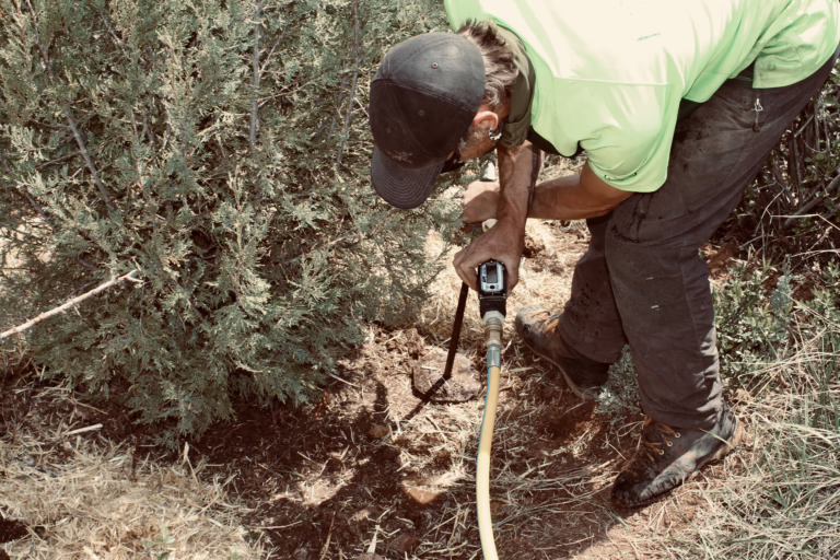 Keep your pines healthy