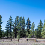 Why Winter Watering Is Vital for Tree Health