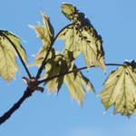 How to Identify Aphids: Case Study on Maples in Durango, CO