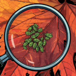 Strategic Maple Maintenance Against Aphids: Timing and Tactics