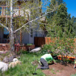 Planting and Pruning Young Shade Trees: A 25-Year Plan
