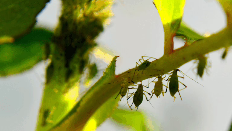 Aphids