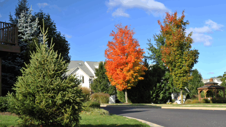 Maple