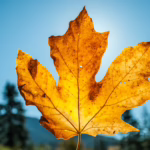 Growing and Caring for Maple Trees in Durango, Colorado