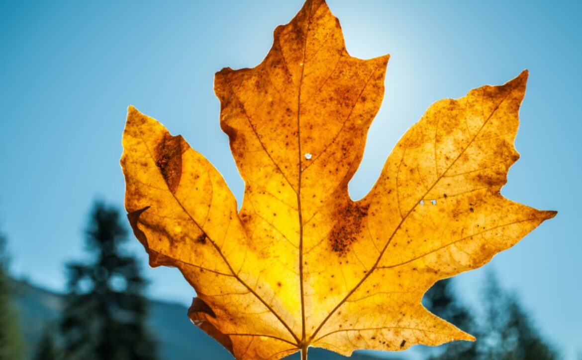 Closeup shot of a yellow dry maple leaf held up and blue sky in the background on a sunny day