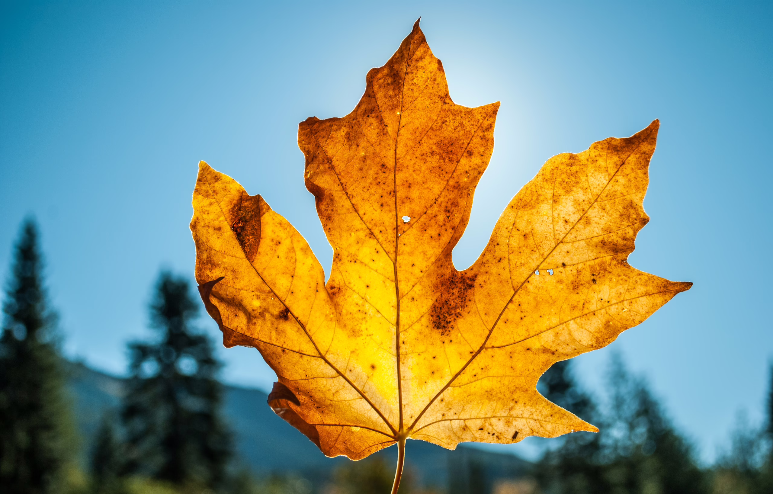 Closeup shot of a yellow dry maple leaf held up and blue sky in the background on a sunny day