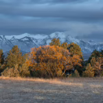 Why Winter Watering Is Vital for Tree Health