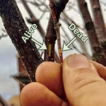 How Arborists Tell If a Tree Branch Is Dead or Alive in Winter