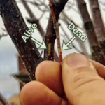 How Arborists Tell If a Tree Branch Is Dead or Alive in Winter
