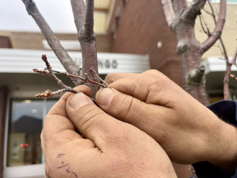 Dead or dormant tree branches in winter