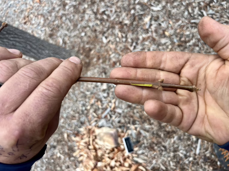 Dead or dormant tree branches in winter