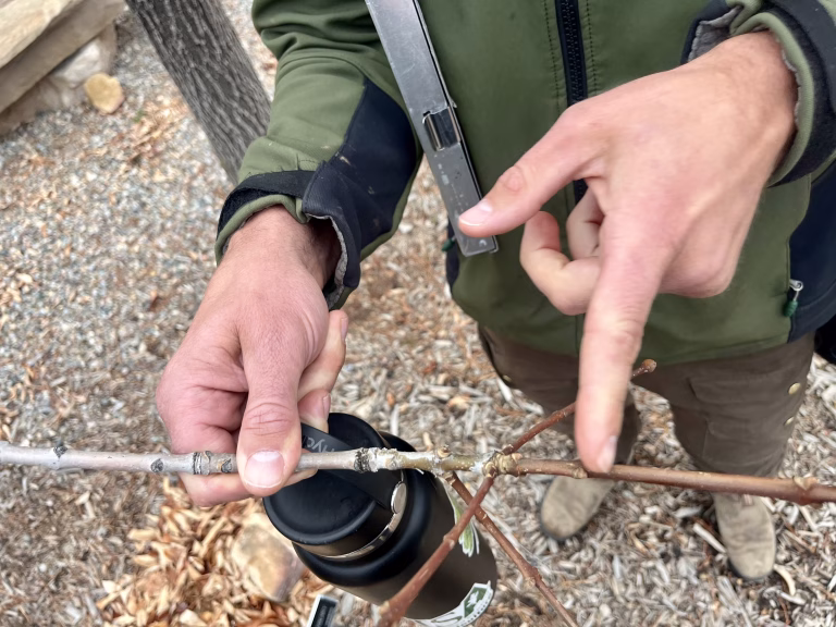 How to tell if a branch is dead or alive