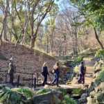 Japanese Tree Care Techniques: What Yukitsuri & Niwaki Teach Us About Tree Care