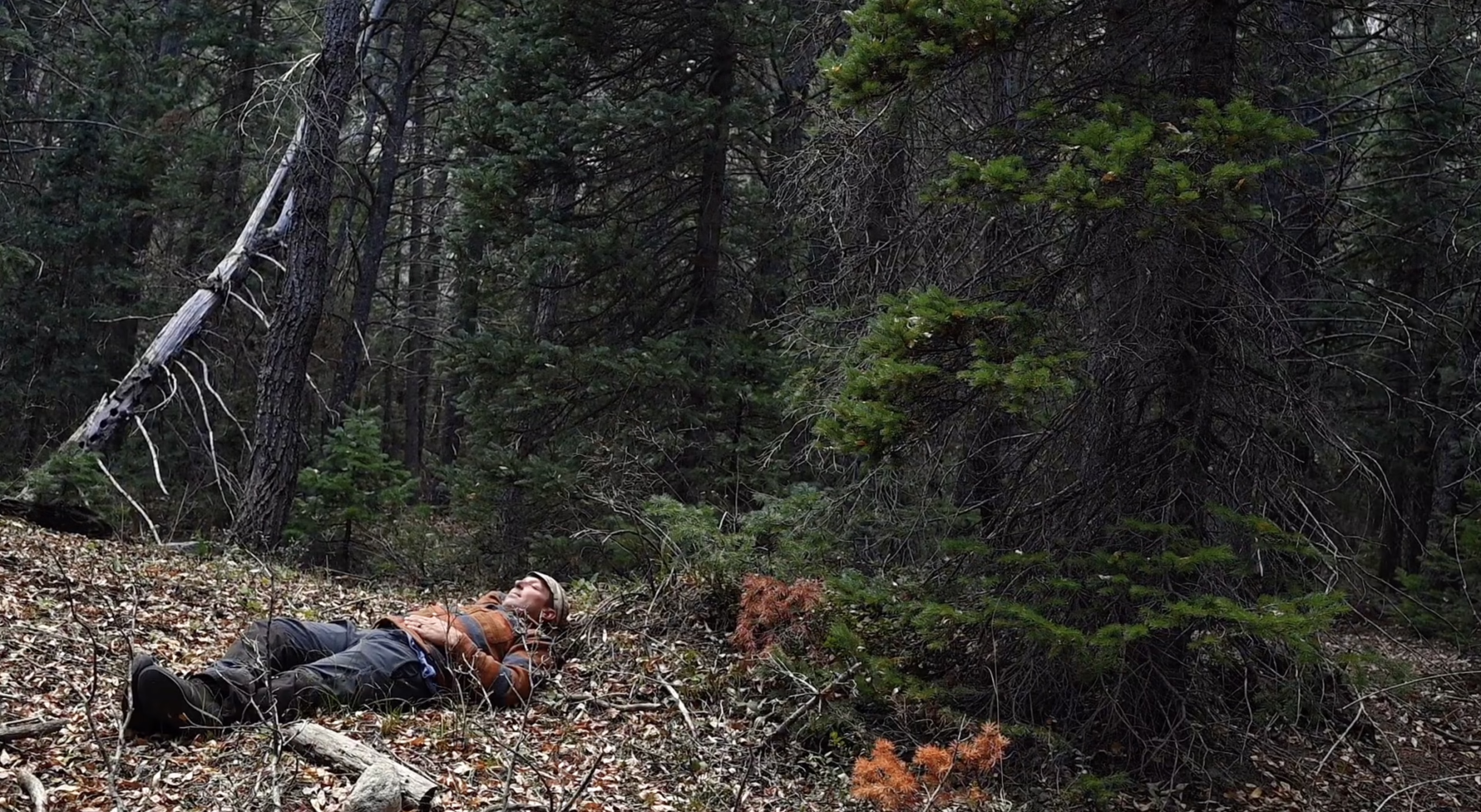 The Art of Forest Bathing