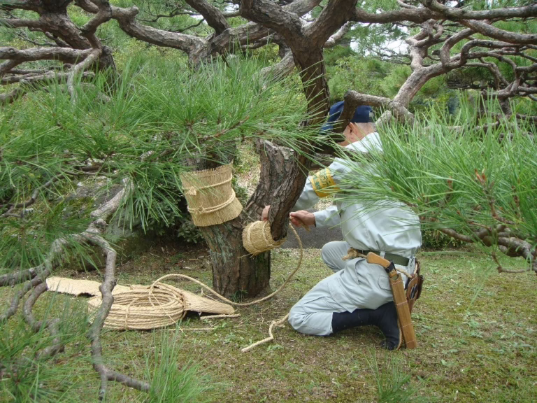 Japanese tree care