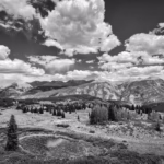 How Do We Support Trees During Drought When Water Use Is Restricted?