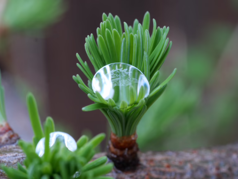 How Do We Support Trees During Drought When Water Use Is Restricted?