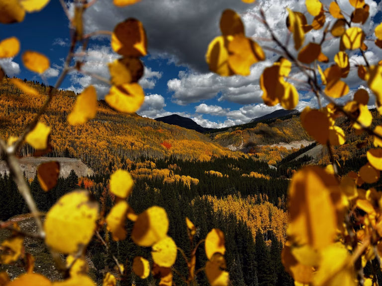 The Science Behind Fall Colors