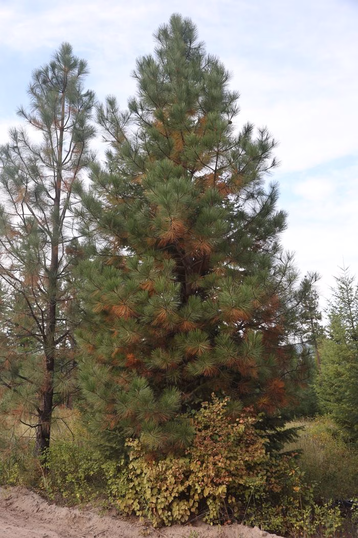 Why Are My Ponderosa Pines Turning Yellow?