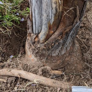 Stem Girdling Roots from Improper Planting