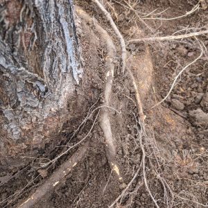 Stem Girdling Root's from Improper Planting and Deep Mulch