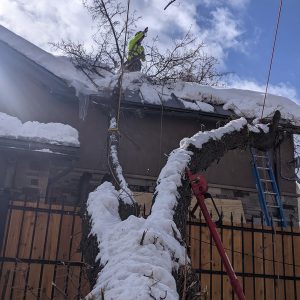 momentum-tree-experts-winter